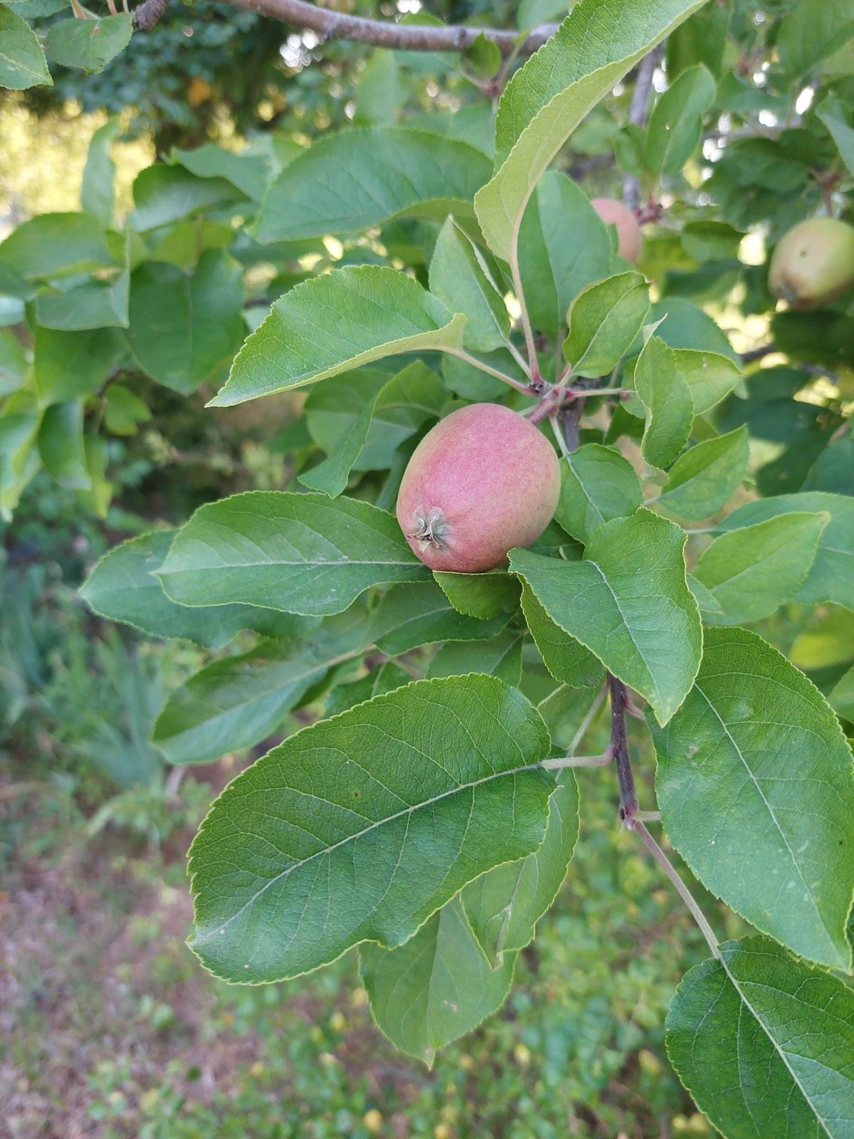 Apple growing among fresh green leaves