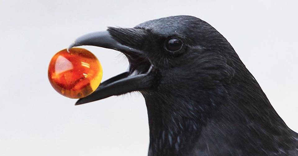 A black crow holding an amber-colored marble